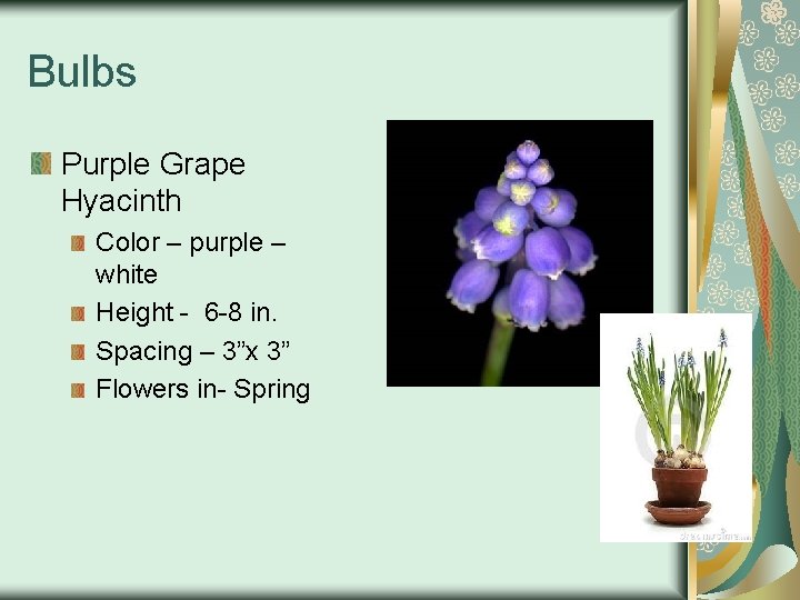 Bulbs Purple Grape Hyacinth Color – purple – white Height - 6 -8 in.