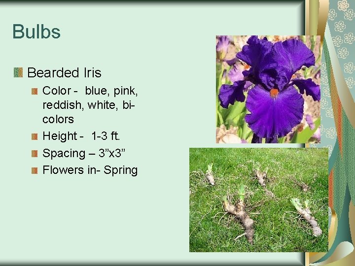 Bulbs Bearded Iris Color - blue, pink, reddish, white, bicolors Height - 1 -3