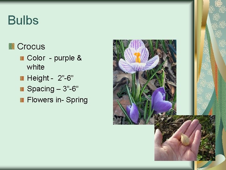 Bulbs Crocus Color - purple & white Height - 2”-6” Spacing – 3”-6” Flowers