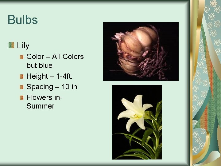 Bulbs Lily Color – All Colors but blue Height – 1 -4 ft. Spacing