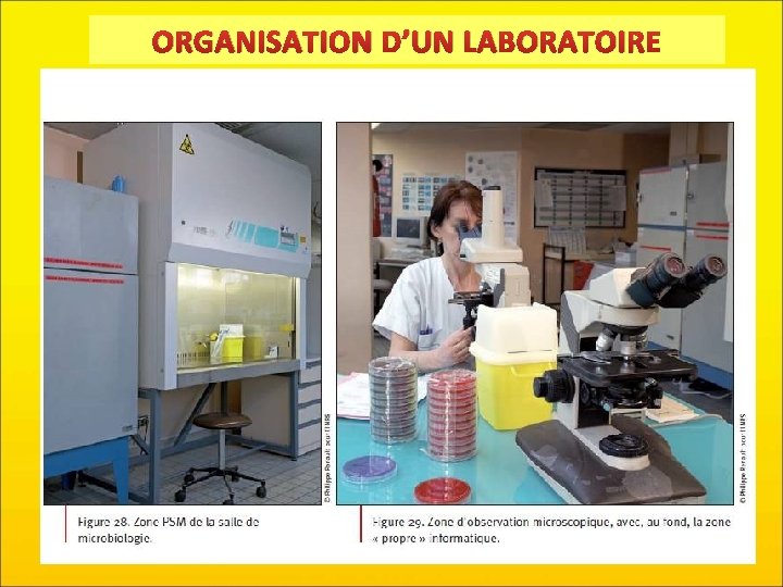 ORGANISATION D’UN LABORATOIRE 