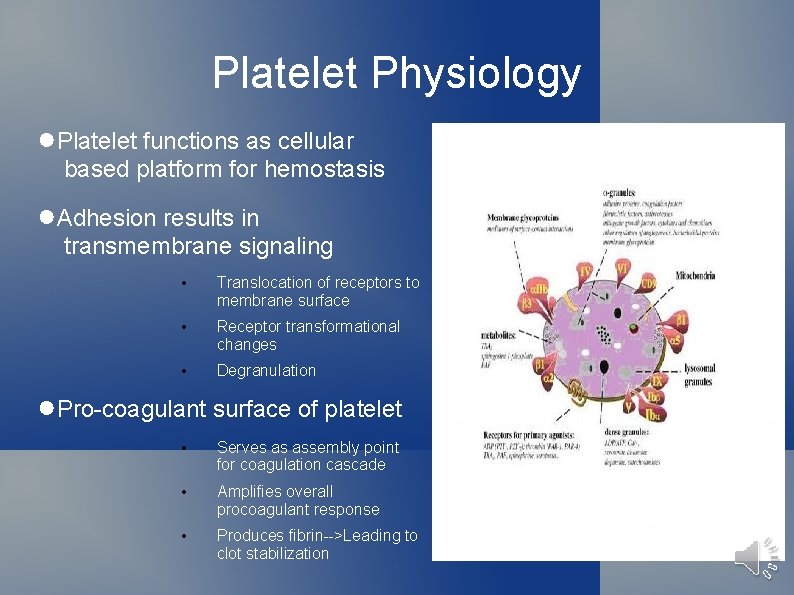 Platelet Physiology ●Platelet functions as cellular based platform for hemostasis ●Adhesion results in transmembrane