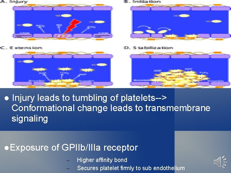 ● Injury leads to tumbling of platelets--> Conformational change leads to transmembrane signaling ●Exposure