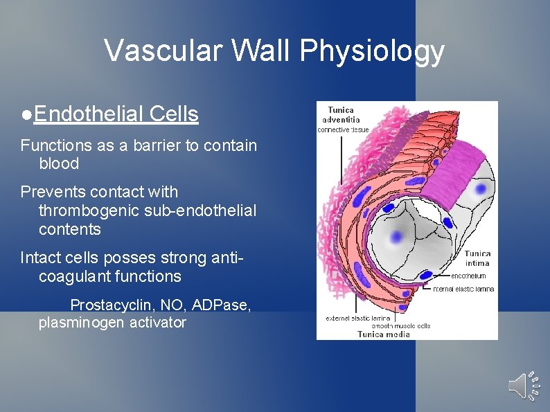 Vascular Wall Physiology ●Endothelial Cells Functions as a barrier to contain blood Prevents contact