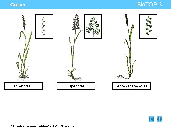 Bio. TOP 3 Gräser Ährengras Rispengras © Österreichischer Bundesverlag Schulbuch Gmb. H & Co