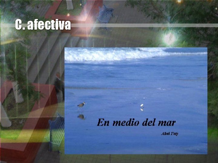 C. afectiva 