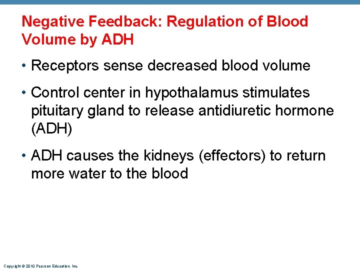 Negative Feedback: Regulation of Blood Volume by ADH • Receptors sense decreased blood volume