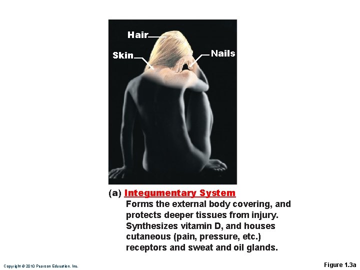 Power Point Lecture Slides prepared by Janice Meeking