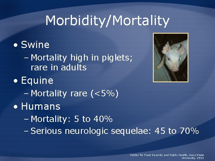 Morbidity/Mortality • Swine – Mortality high in piglets; rare in adults • Equine –