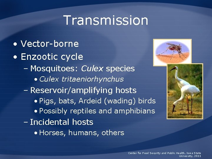 Transmission • Vector-borne • Enzootic cycle – Mosquitoes: Culex species • Culex tritaeniorhynchus –