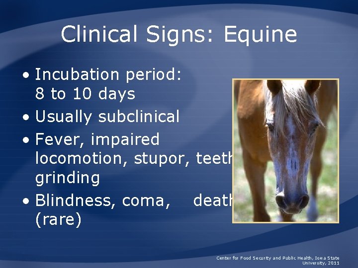 Clinical Signs: Equine • Incubation period: 8 to 10 days • Usually subclinical •