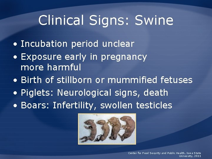 Clinical Signs: Swine • Incubation period unclear • Exposure early in pregnancy more harmful