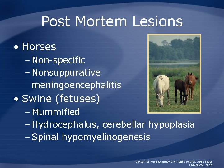 Post Mortem Lesions • Horses – Non-specific – Nonsuppurative meningoencephalitis • Swine (fetuses) –