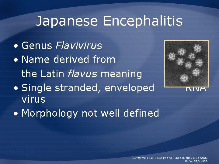Japanese Encephalitis • Genus Flavivirus • Name derived from the Latin flavus meaning “yellow”