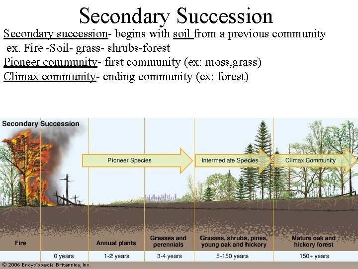 Secondary Succession Secondary succession- begins with soil from a previous community ex. Fire -Soil-