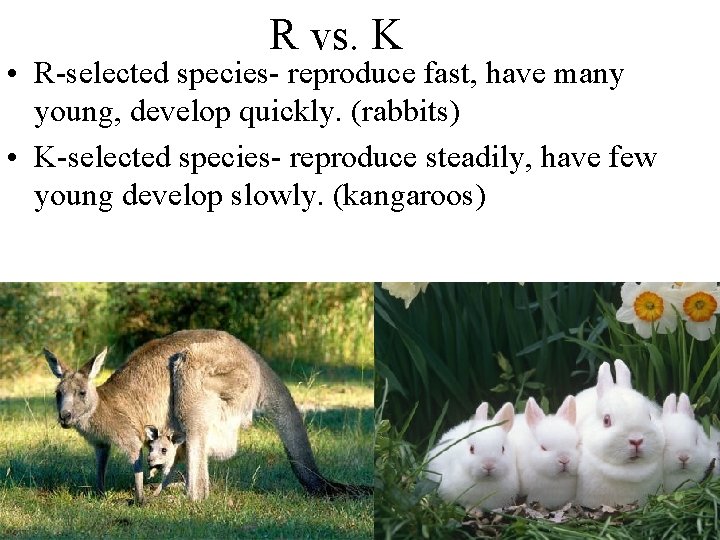 R vs. K • R-selected species- reproduce fast, have many young, develop quickly. (rabbits)