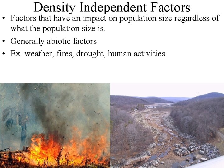 Density Independent Factors • Factors that have an impact on population size regardless of