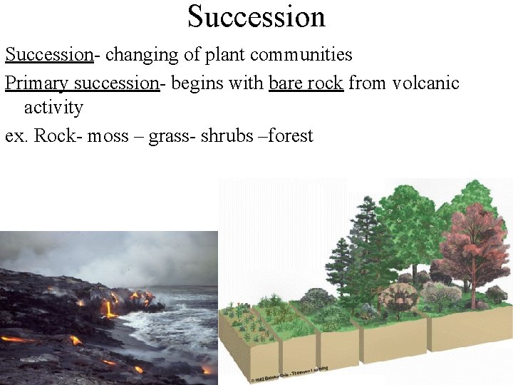 Succession- changing of plant communities Primary succession- begins with bare rock from volcanic activity