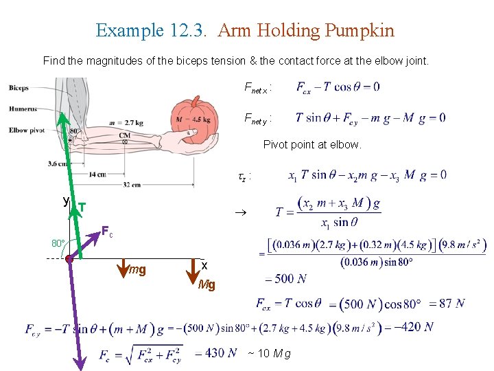 Example 12. 3. Arm Holding Pumpkin Find the magnitudes of the biceps tension &