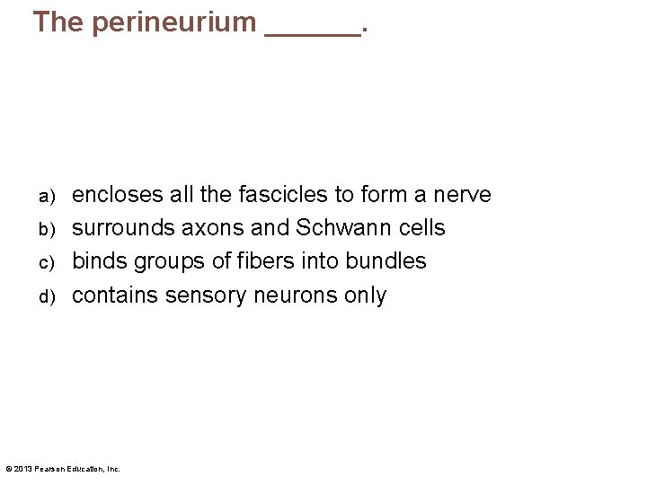 The perineurium ______. encloses all the fascicles to form a nerve b) surrounds axons