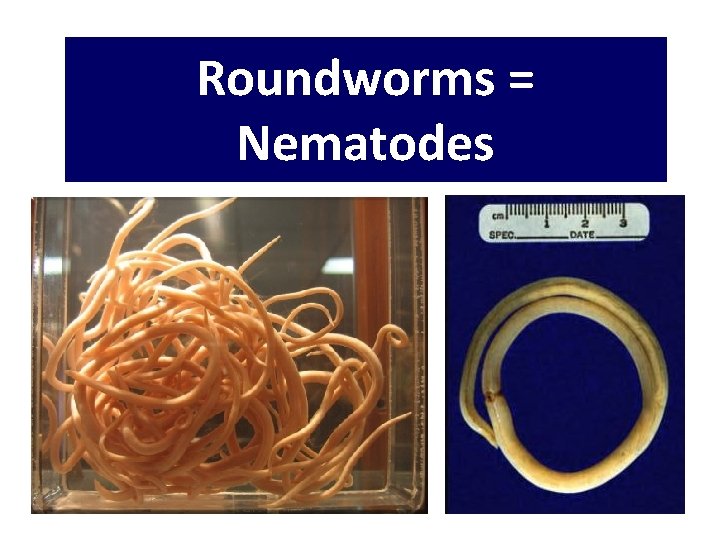 Roundworms = Nematodes Roundworms = Nematodes