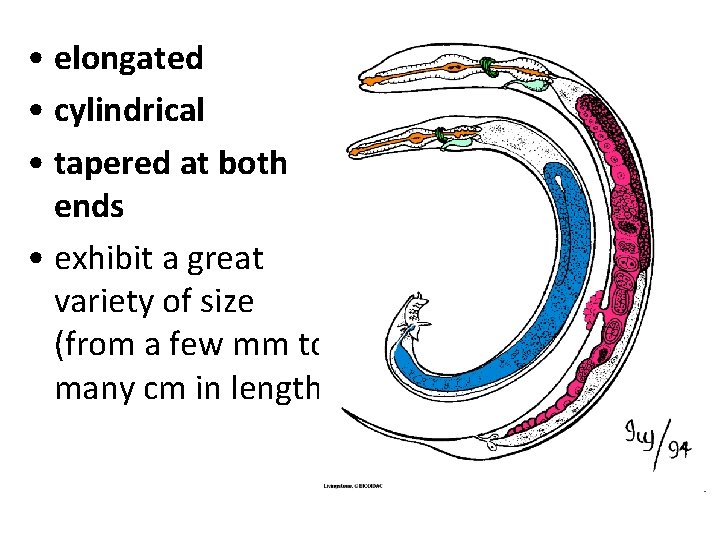 • elongated • cylindrical • tapered at both ends • exhibit a great • elongated • cylindrical • tapered at both ends • exhibit a great
