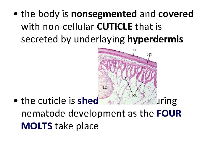 • the body is nonsegmented and covered with non-cellular CUTICLE that is secreted • the body is nonsegmented and covered with non-cellular CUTICLE that is secreted