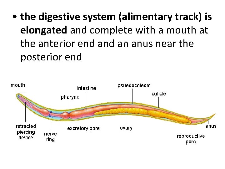 • the digestive system (alimentary track) is elongated and complete with a mouth • the digestive system (alimentary track) is elongated and complete with a mouth
