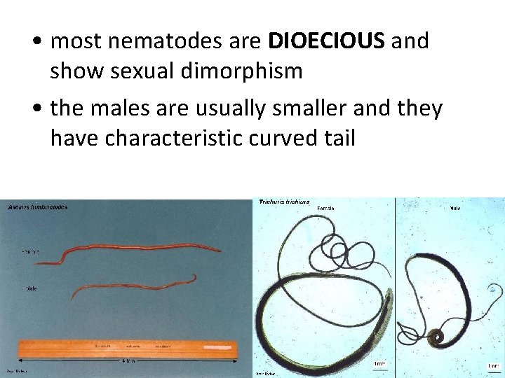 • most nematodes are DIOECIOUS and show sexual dimorphism • the males are • most nematodes are DIOECIOUS and show sexual dimorphism • the males are