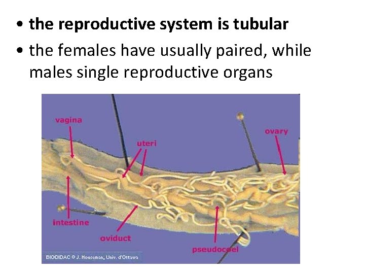 • the reproductive system is tubular • the females have usually paired, while • the reproductive system is tubular • the females have usually paired, while