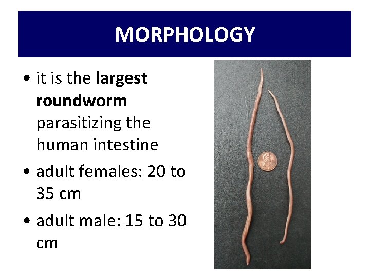 MORPHOLOGY • it is the largest roundworm parasitizing the human intestine • adult females: MORPHOLOGY • it is the largest roundworm parasitizing the human intestine • adult females: