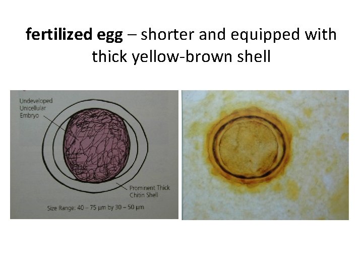 fertilized egg – shorter and equipped with thick yellow-brown shell fertilized egg – shorter and equipped with thick yellow-brown shell