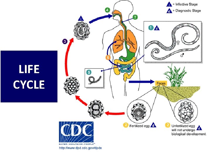 LIFE CYCLE LIFE CYCLE