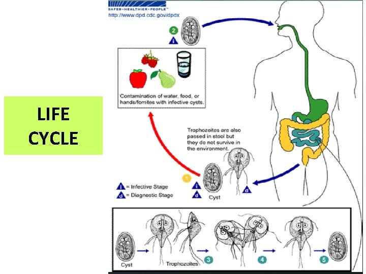LIFE CYCLE LIFE CYCLE
