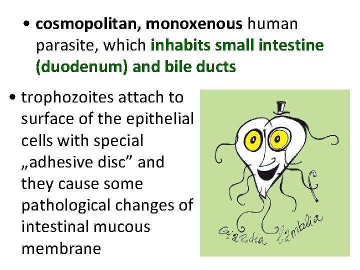 • cosmopolitan, monoxenous human parasite, which inhabits small intestine (duodenum) and bile ducts • cosmopolitan, monoxenous human parasite, which inhabits small intestine (duodenum) and bile ducts