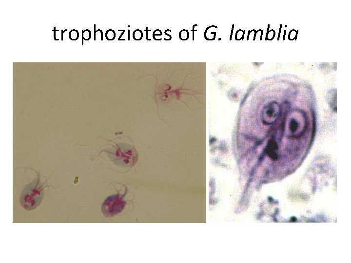 trophoziotes of G. lamblia trophoziotes of G. lamblia