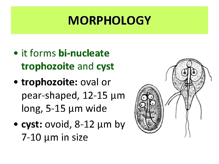 MORPHOLOGY • it forms bi-nucleate trophozoite and cyst • trophozoite: oval or pear-shaped, 12 MORPHOLOGY • it forms bi-nucleate trophozoite and cyst • trophozoite: oval or pear-shaped, 12