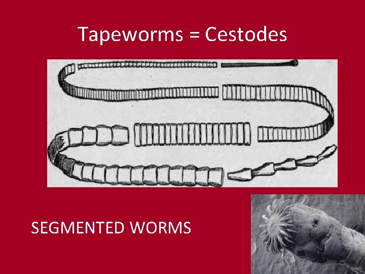 Tapeworms = Cestodes SEGMENTED WORMS Tapeworms = Cestodes SEGMENTED WORMS