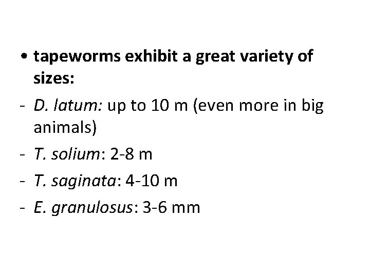 • tapeworms exhibit a great variety of sizes: - D. latum: up to • tapeworms exhibit a great variety of sizes: - D. latum: up to