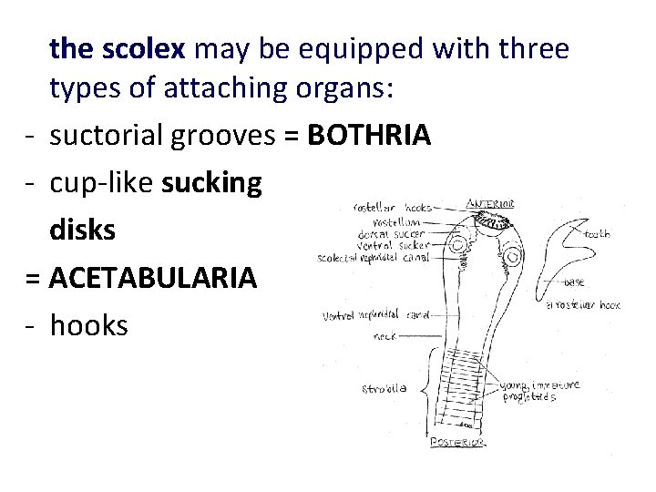 the scolex may be equipped with three types of attaching organs: - suctorial grooves the scolex may be equipped with three types of attaching organs: - suctorial grooves
