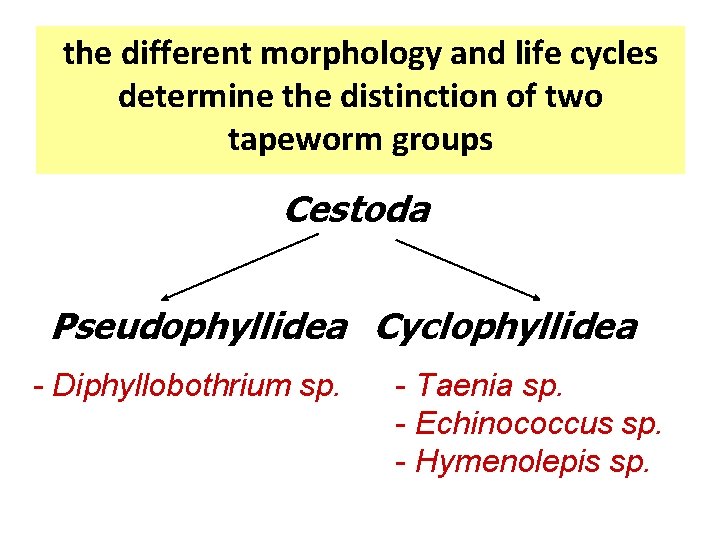 the different morphology and life cycles determine the distinction of two tapeworm groups Cestoda the different morphology and life cycles determine the distinction of two tapeworm groups Cestoda