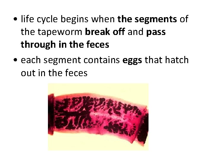 • life cycle begins when the segments of the tapeworm break off and • life cycle begins when the segments of the tapeworm break off and
