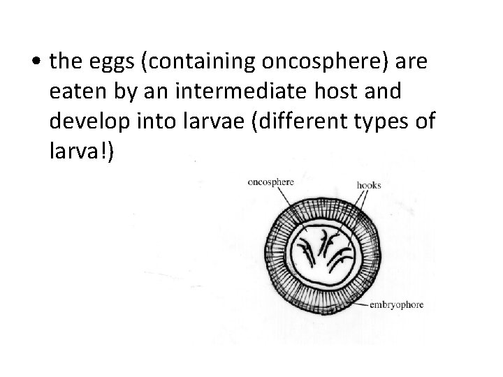 • the eggs (containing oncosphere) are eaten by an intermediate host and develop • the eggs (containing oncosphere) are eaten by an intermediate host and develop