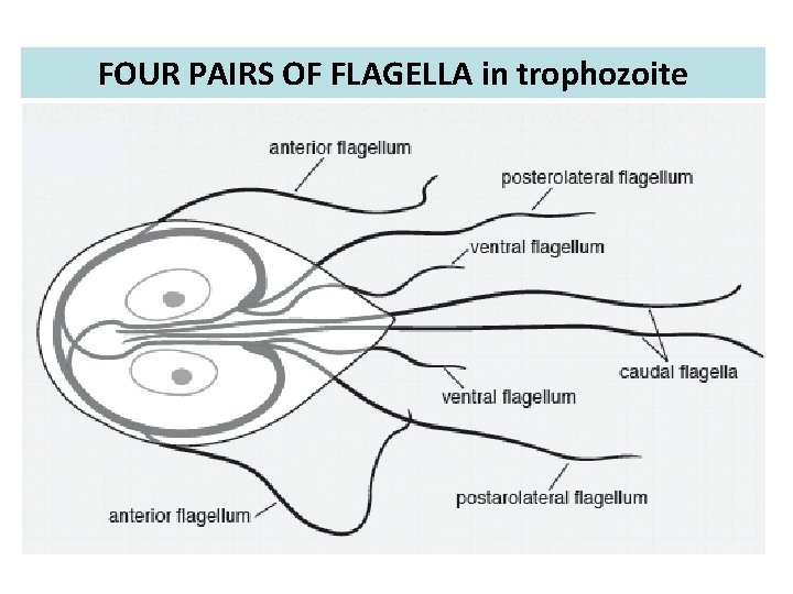 FOUR PAIRS OF FLAGELLA in trophozoite FOUR PAIRS OF FLAGELLA in trophozoite