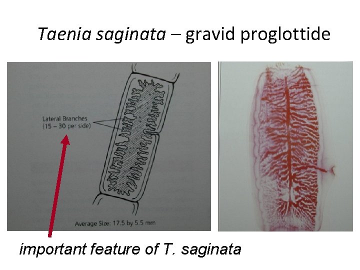 Taenia saginata – gravid proglottide important feature of T. saginata Taenia saginata – gravid proglottide important feature of T. saginata
