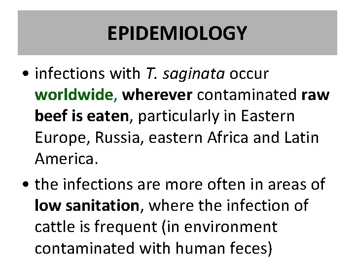 EPIDEMIOLOGY • infections with T. saginata occur worldwide, wherever contaminated raw beef is eaten, EPIDEMIOLOGY • infections with T. saginata occur worldwide, wherever contaminated raw beef is eaten,