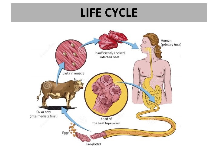 LIFE CYCLE LIFE CYCLE