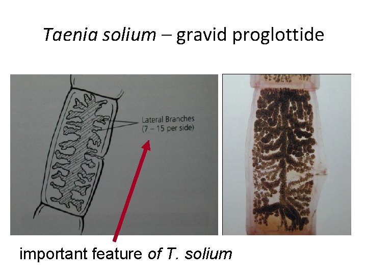 Taenia solium – gravid proglottide important feature of T. solium Taenia solium – gravid proglottide important feature of T. solium