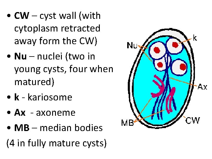 • CW – cyst wall (with cytoplasm retracted away form the CW) • • CW – cyst wall (with cytoplasm retracted away form the CW) •