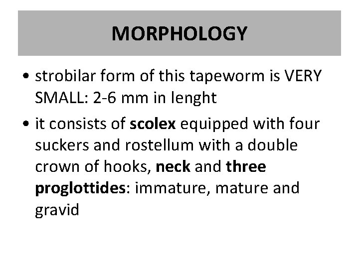 MORPHOLOGY • strobilar form of this tapeworm is VERY SMALL: 2 -6 mm in MORPHOLOGY • strobilar form of this tapeworm is VERY SMALL: 2 -6 mm in